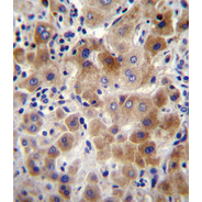 NEU2 Antibody (N-term)