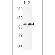 NCOA7 Antibody (N-term)