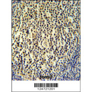 NAL11 Antibody (Center)