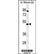 NEURL1B Antibody (N-term)