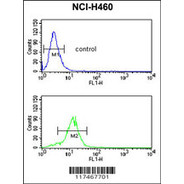 NOP5/NOP58 Antibody (N-term)