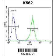 NKAIN1 Antibody (C-term)