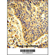 MyoGEF Antibody (N-term)