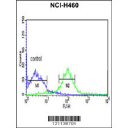 NDP Antibody (N-term)