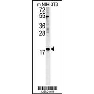 NPM3 Antibody (N-term)